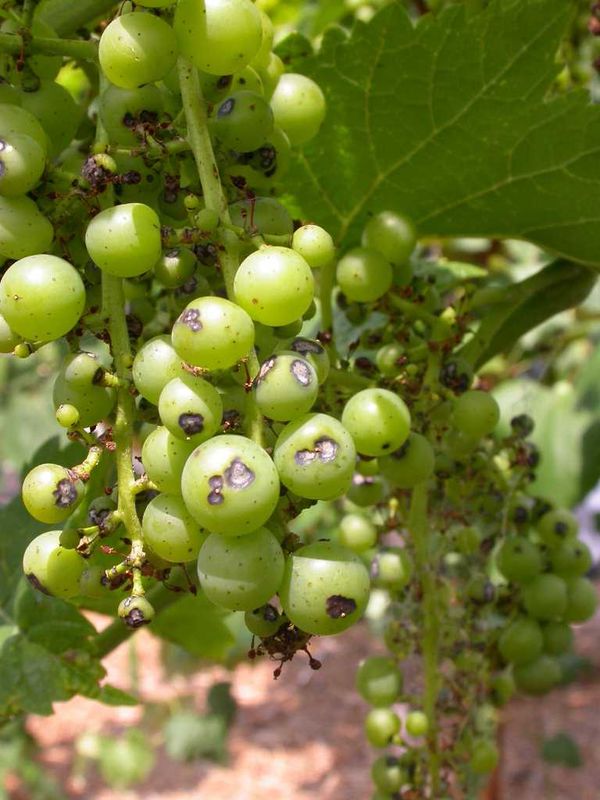 Spots with ashy-gray centers on grape berries (Vitis 'Vidal Blanc') caused by anthracnose