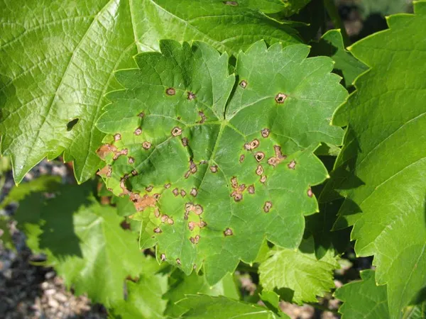 Anthracnose