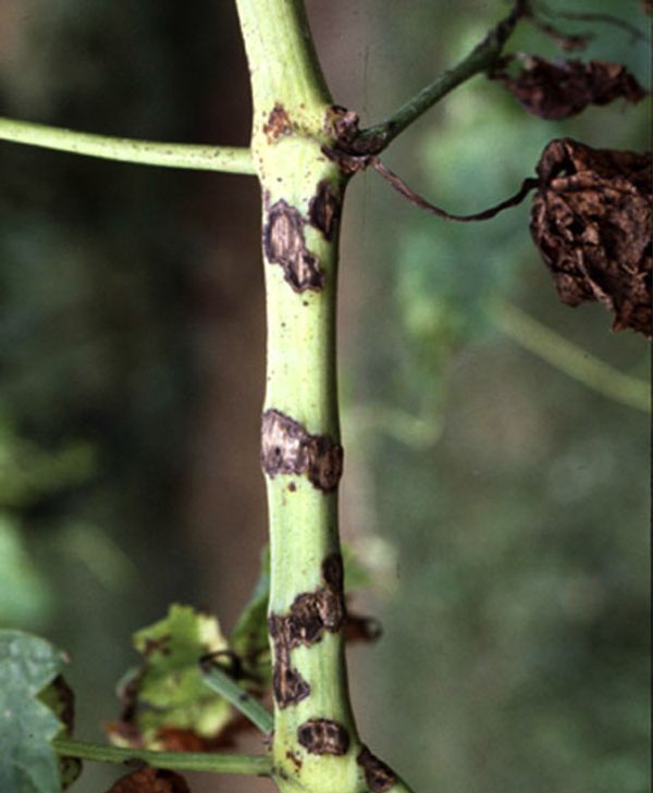 Anthracnose symptoms on a grape cane