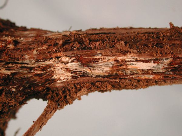 Diagnostic Armillaria mycelial fans beneath the bark of a grapevine root crown
