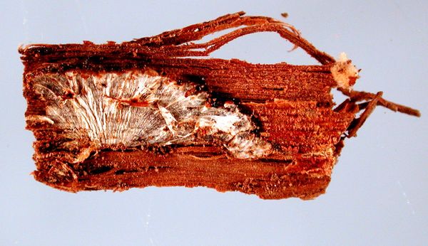 Classic Armillaria mycelial fan just under the bark of affected grapevine tissue