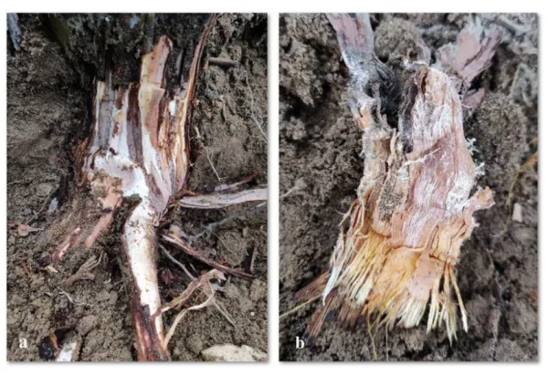 Armillaria root rot