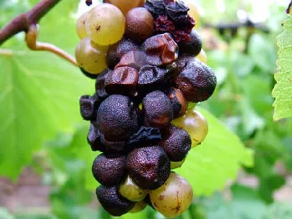 Bitter rot on a grape cluster