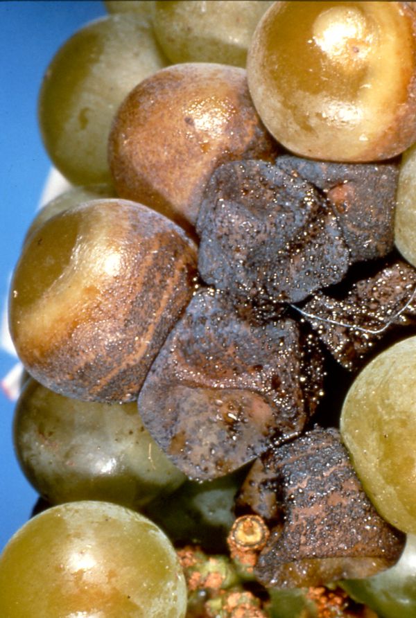 Grape berries infected with bitter rot