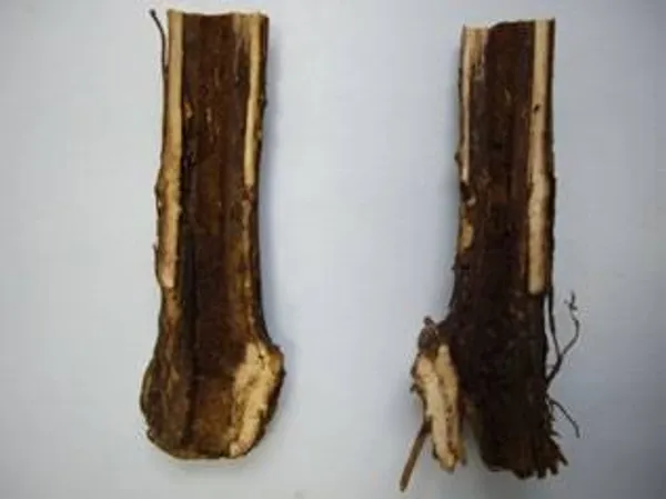 Black foot & Petri disease