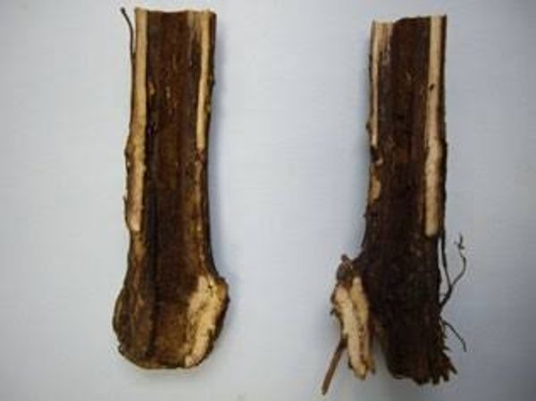 Longitudinal section of a grapevine rootstock showing dark-brown to black discoloration characteristic of black-foot disease