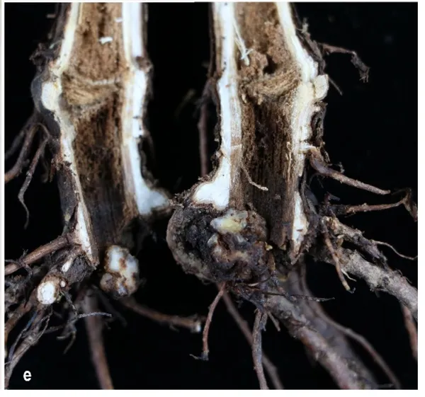 Black foot & Petri disease