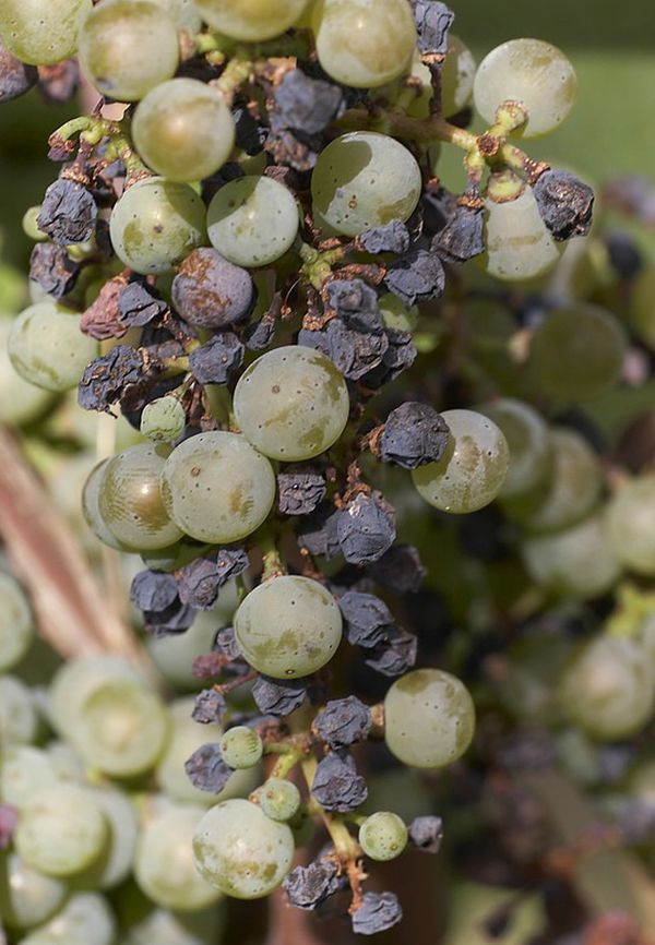 Black rot (Guignardia bidwellii) symptoms on grapevine berries and leaf