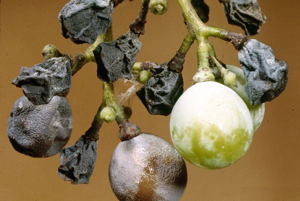 Berries at three stages: healthy, soft brown rot, and hard black mummies