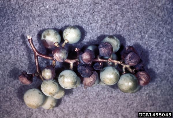 Cluster with about half the berries shrivelled into black rot mummies