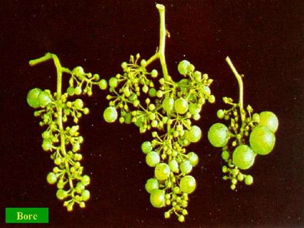 Grape clusters showing poor fruit set ('hen and chicks') from boron deficiency