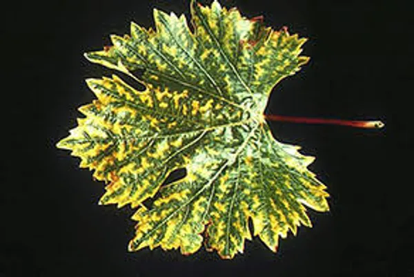 Boron deficiency