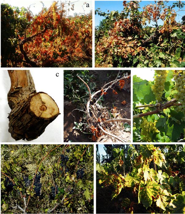 Symptoms on a mature grapevine infected with Botryosphaeria dothidea: stunted growth and shoot dieback (a, b), wedge-shaped wood necrosis (c), bud necrosis (d), cane bleaching (e), shoot dieback (f) and leaf chlorosis (g)