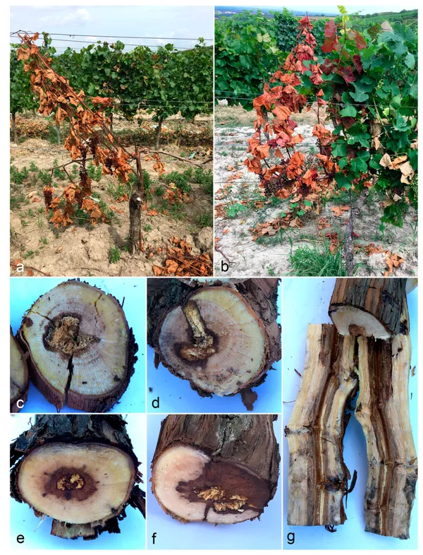 Botryosphaeria dieback