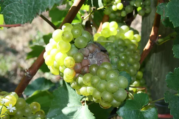 Botrytis bunch rot (grey mould)