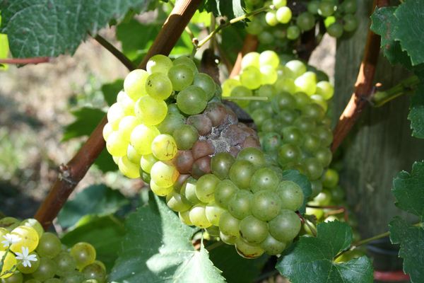 Chardonnay grapes with Botrytis infection in the middle of the cluster