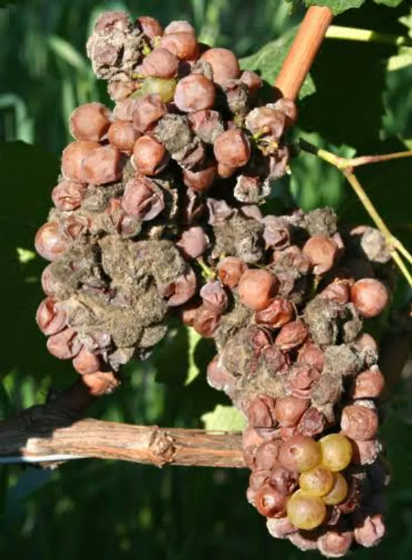 Botrytis bunch rot (grey mould)