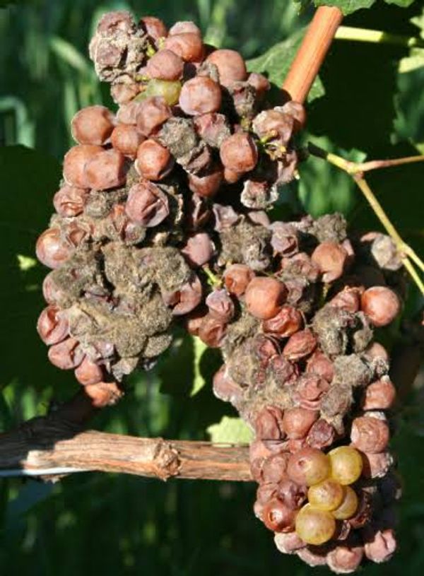 Severe Botrytis bunch rot on grape clusters of cv. Vignoles