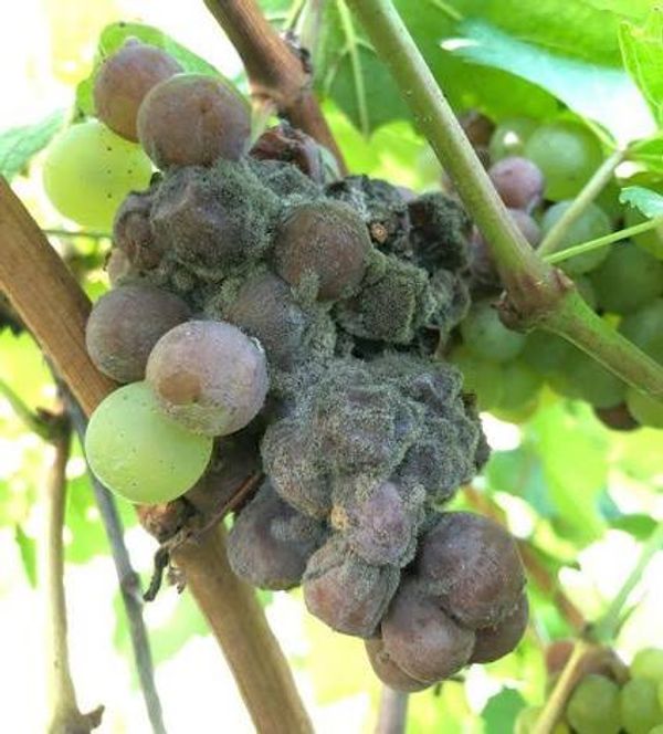 Typical symptoms of Botrytis bunch rot on a grape cluster