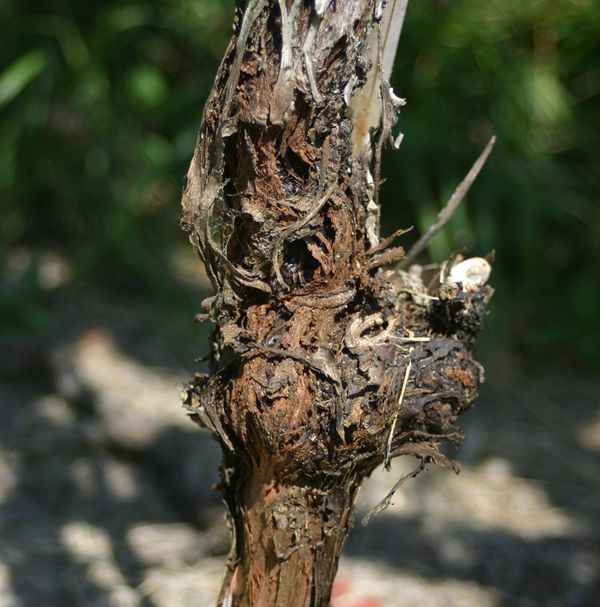 Crown gall on the graft union and trunk of a grapevine