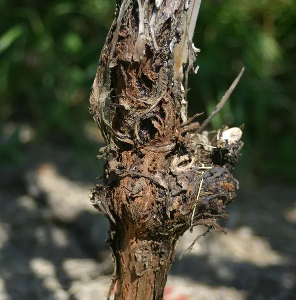 Crown gall