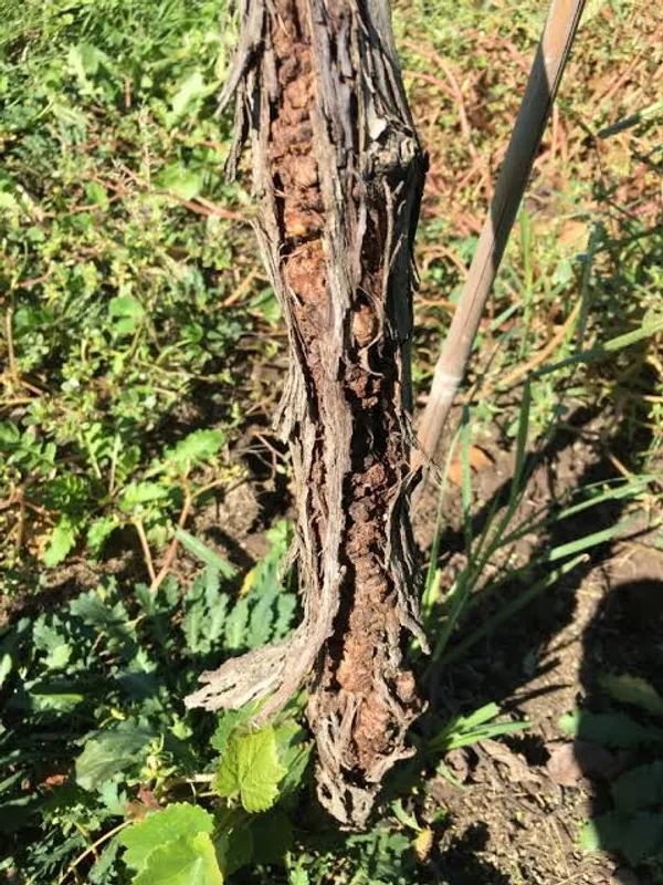 Crown gall
