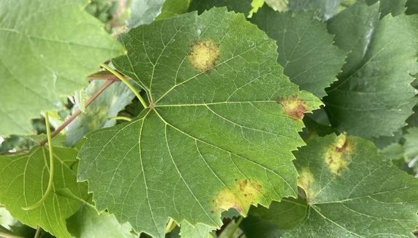 Foliar grapevine downy mildew lesions