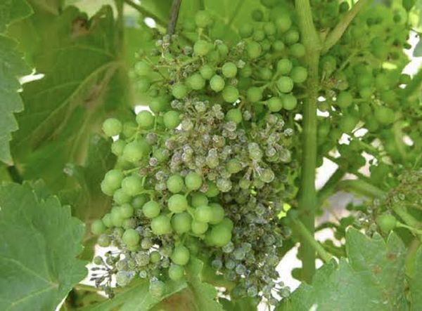 Downy mildew symptoms on grapevine leaves