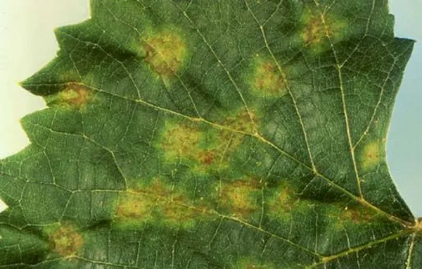 Downy mildew