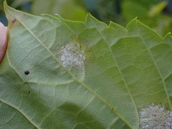 White downy sporulation on the underside of a grape leaf
