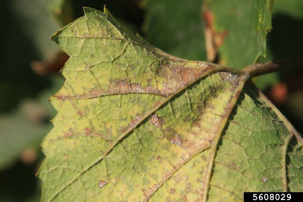 Angular, vein-bounded oil-spot lesions turning brown on the upper leaf surface