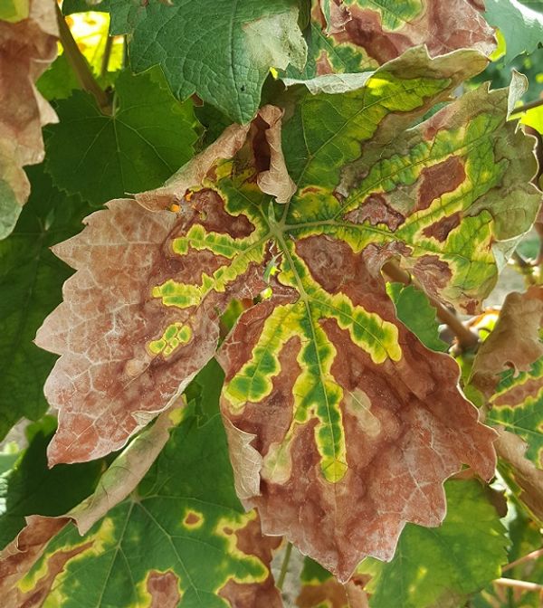 Chronic esca 'tiger stripe' leaf symptoms on a mature vine