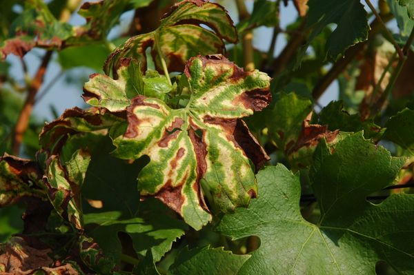 Esca leaf symptoms (ESCA Blattsymptom) on grapevine