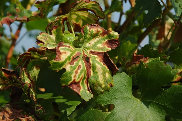 Esca (trunk disease)