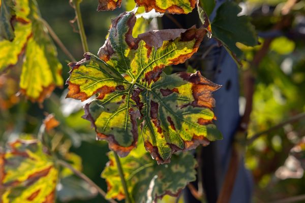 Esca tiger-stripe leaf: yellow interveinal bands with green veins (Müller-Thurgau)