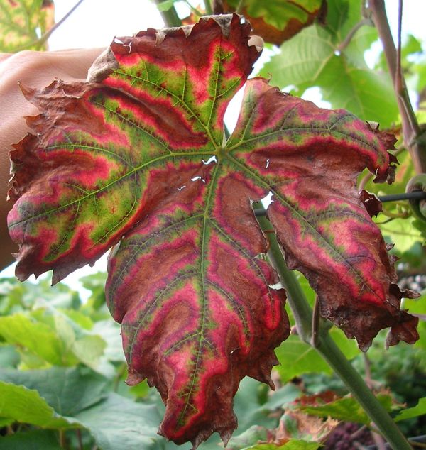 Tiger-stripe esca symptom on a red-variety leaf