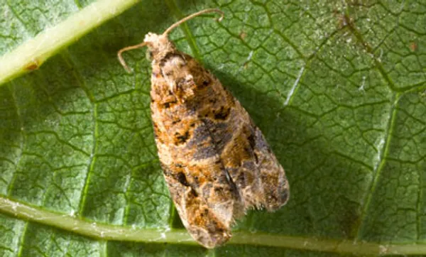 European grapevine moth