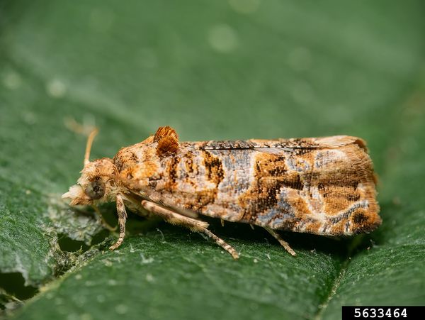 Adult European grapevine moth (Lobesia botrana) on a leaf