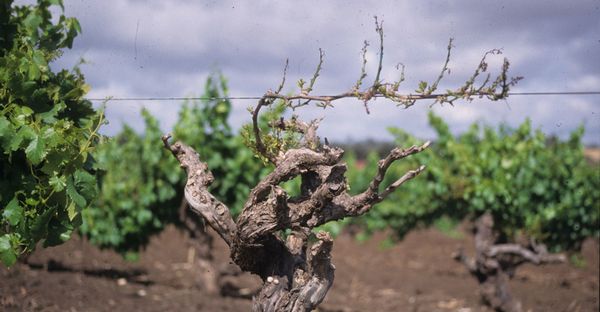Eutypa dieback: stunted shoots and cupped, chlorotic leaves on a grapevine