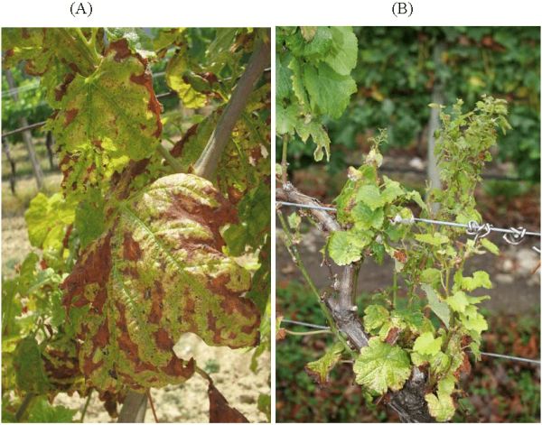 Symptoms of Eutypa dieback in (A) vine leaves and (B) new vine shoots