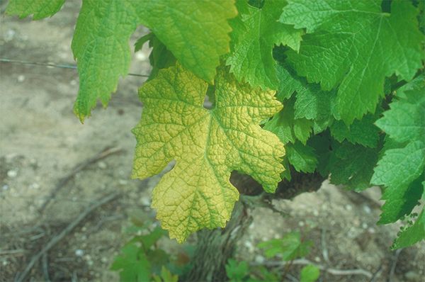 Grapevine fanleaf virus symptoms on grape leaves