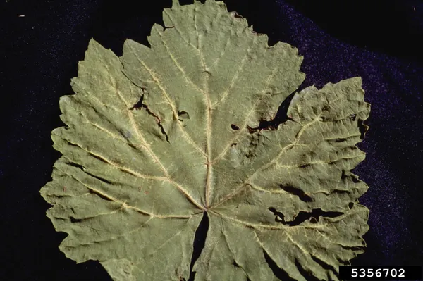 Grapevine fanleaf virus