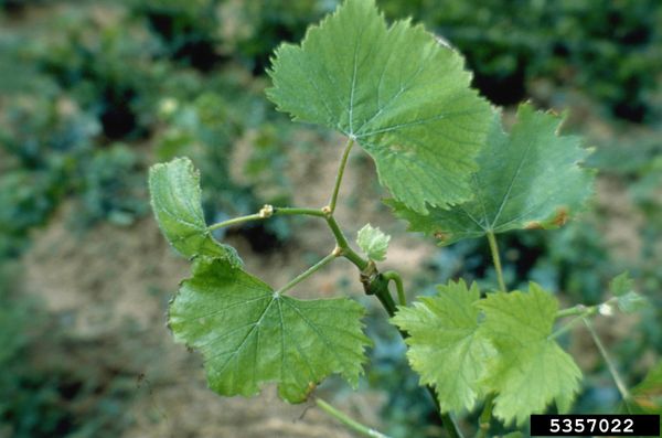 Zigzag shoot growth with small cupped leaves, a fanleaf virus symptom