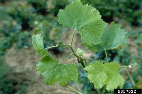 Grapevine fanleaf virus