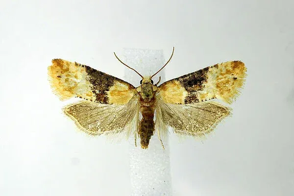 Grape berry moth