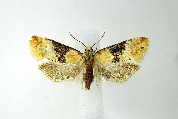 Vine moth (Eupoecilia ambiguella)