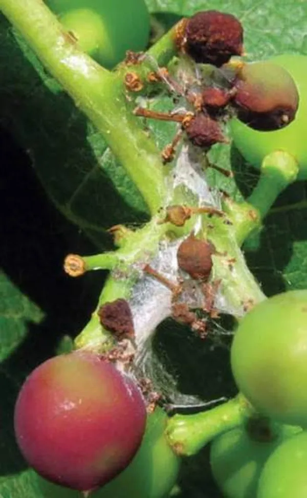 Grape berry moth
