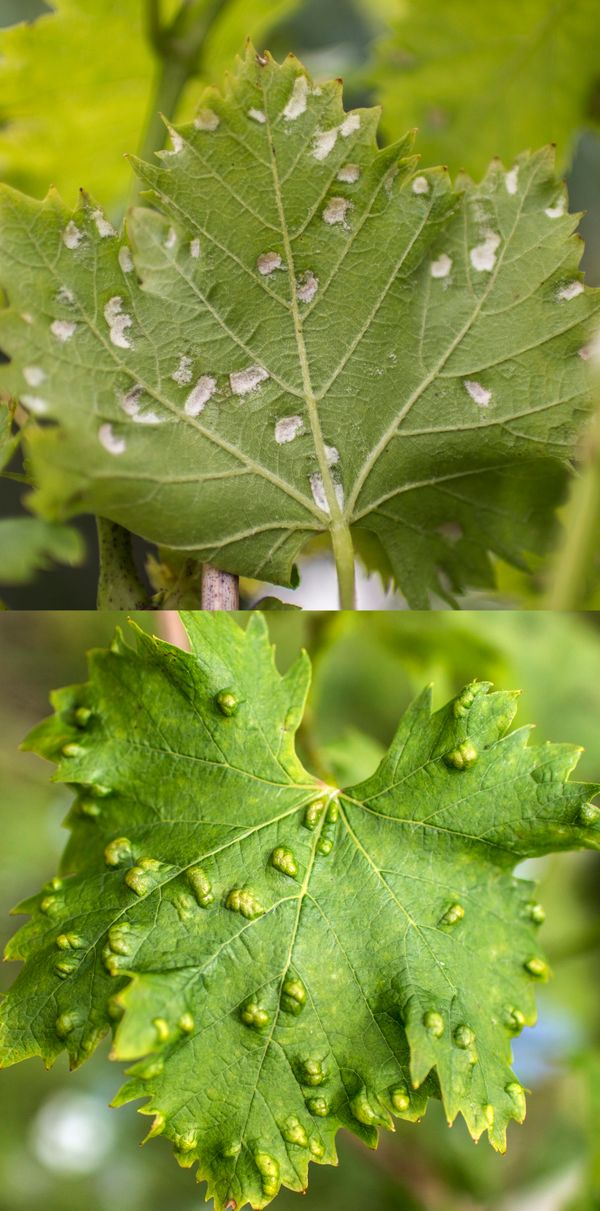 Grape erineum mite (Colomerus vitis) galls, leaf underside and upper side