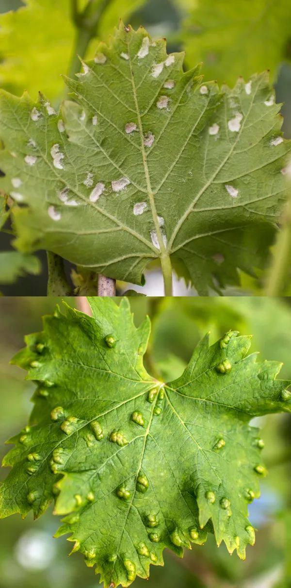 Grape erineum mite