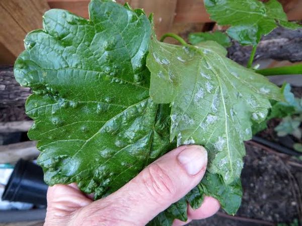 Erineum mite damage on home garden grape leaves: blisters on top, concave areas beneath filled with white felt-like enlarged leaf hairs